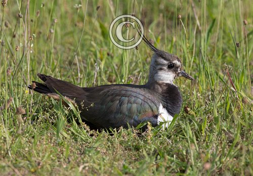 Lapwing on Nest  DM1685